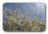 Blühender Baum
