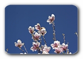 Magnolien in Blüte