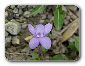 Veilchen im Wald