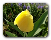 Tulpe gelb, ungeffnet