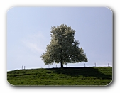 Freistehender Baum, bltenberladen