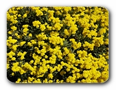 Forsythien-Blte