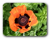 Mohn, knalliges Orange