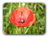 Mohnblte (Klatschmohn)