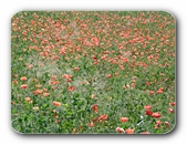 Mohn en masse