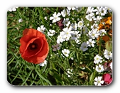 Mohn und Wildblumen