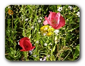 Wilder Mohn