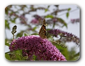 Sommerflieder mit Besucher