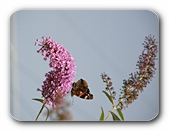 Sommerflieder mit Schmetterling