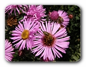 Aster mit Besucher