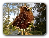 Sonnenblume, verblht m. Fra-Spuren