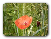 Mohn im Getreidefeld