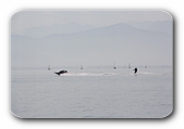 Wasserski auf dem Bodensee