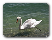 Schwimmender Schwan