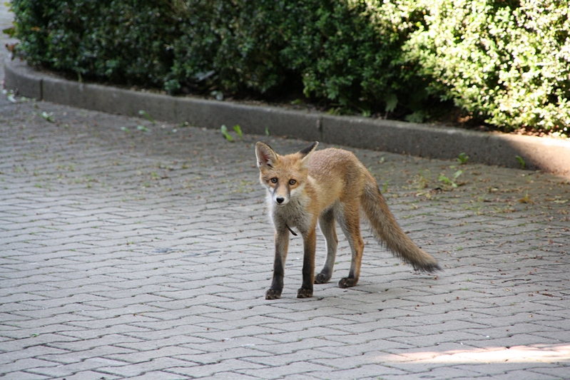 Fuchs, halbzahm