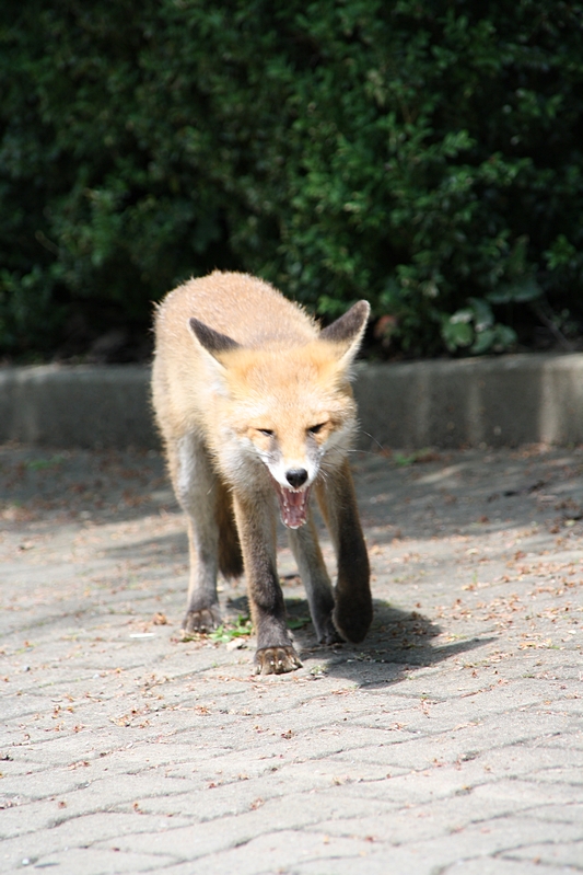 Fuchs ghnt sehr