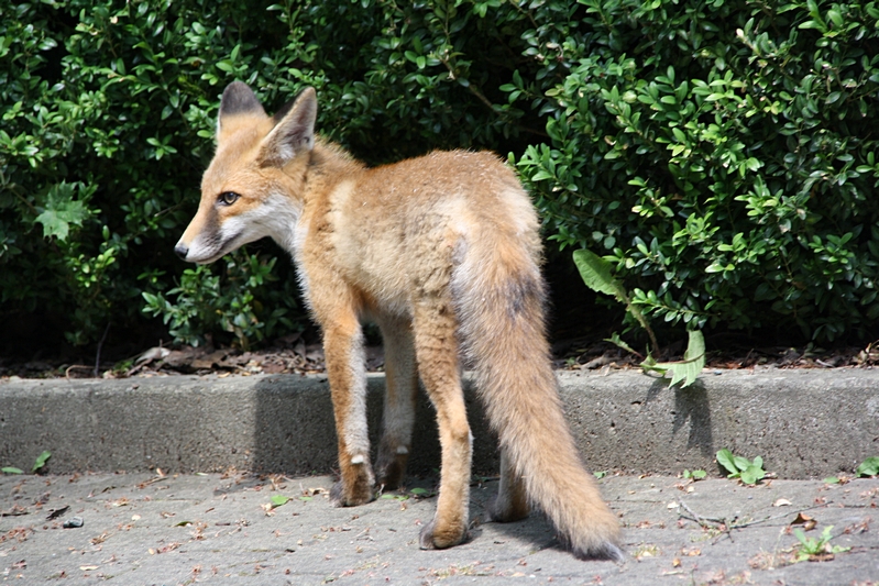 Fuchs schaut zur Seite (2)