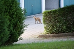 Fuchs im Garagenhof