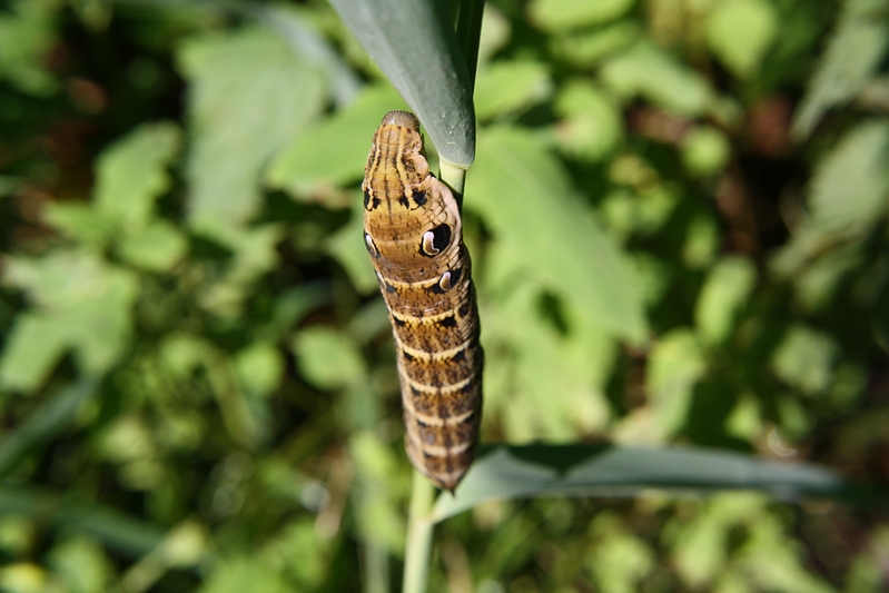 Schmetterlingsraupe