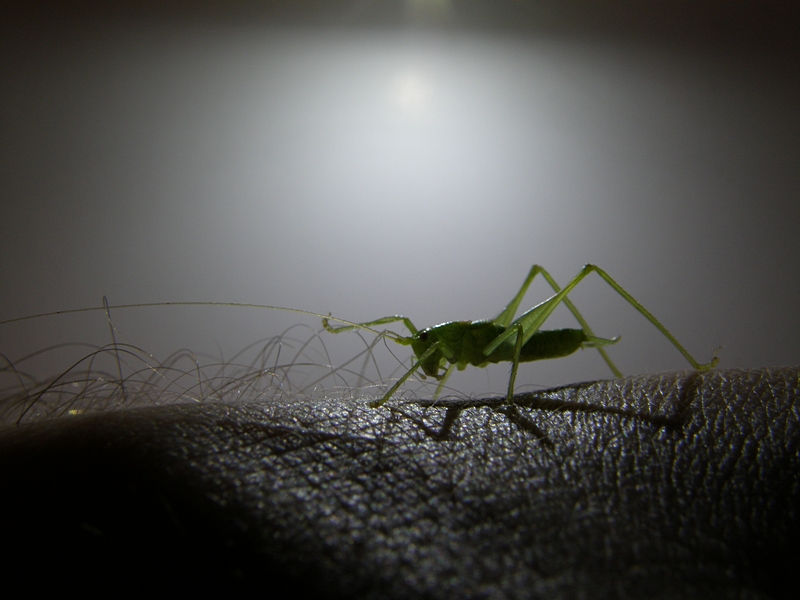 Grashpfer im Gegenlicht