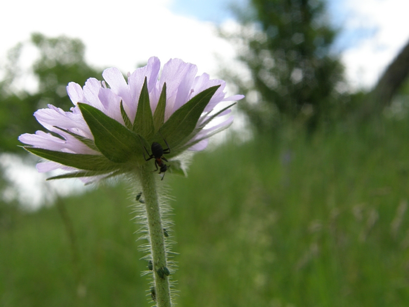 Ameisen und Blattluse