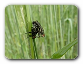 Fleischfliegen in der Paarung