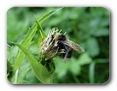 Hummel bei der Bestubung