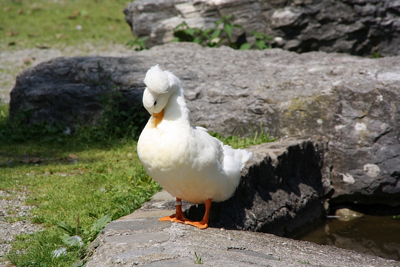 Ente bei der Gefiederpflege