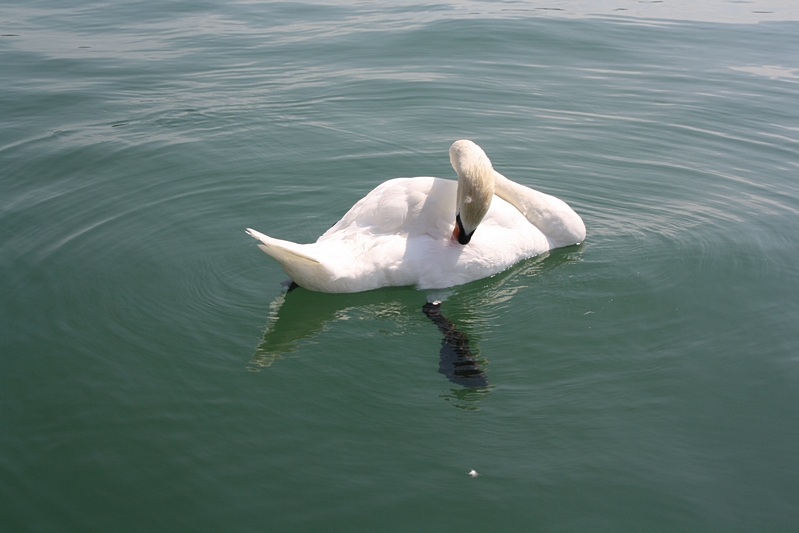 Schwan bei der Krperhygiene