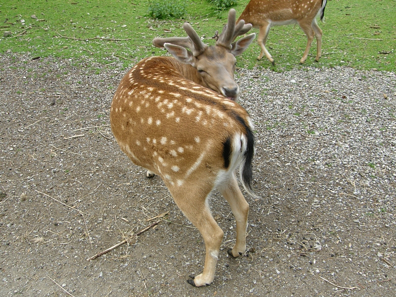 Verrenkungen