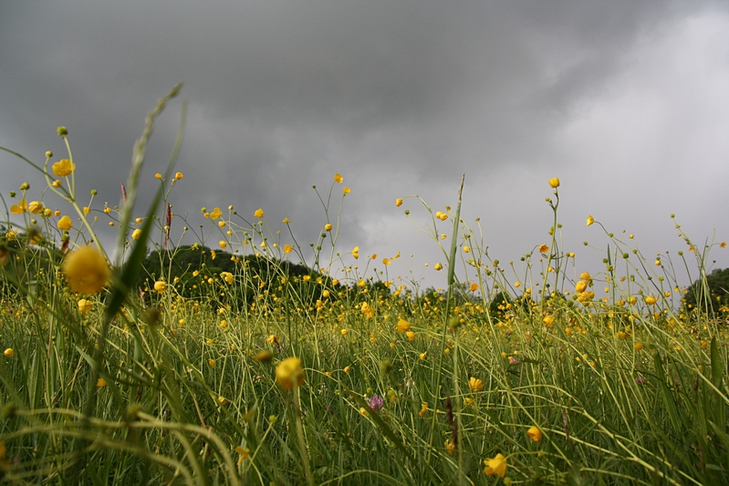 Blumen vor Regenhimmel