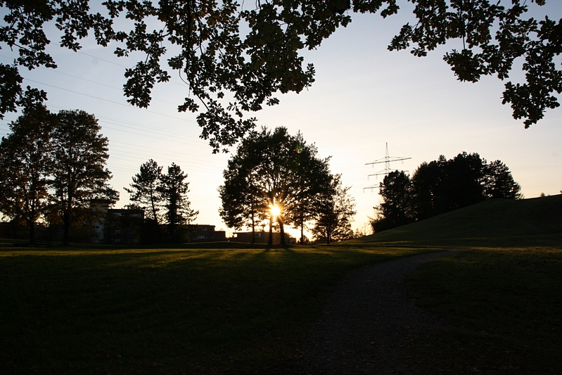 Sonne im Baum