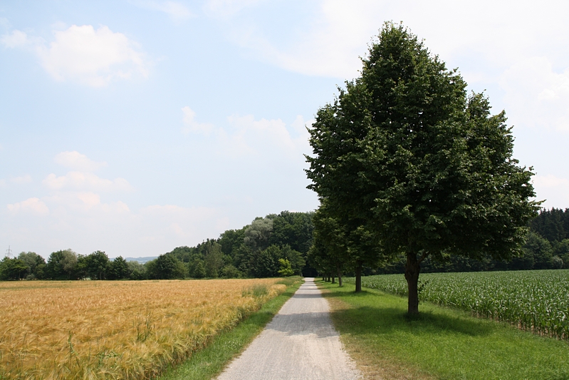 Sommerlandschaft