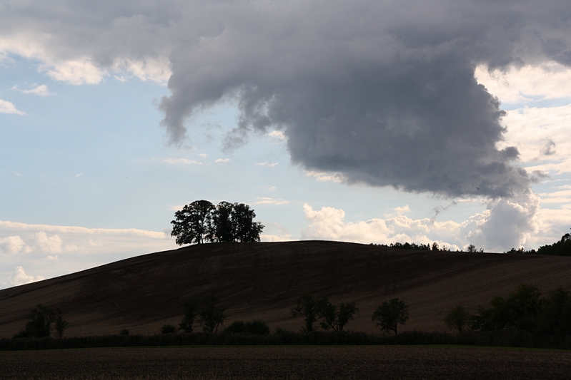 Bume und dramatischer Himmel