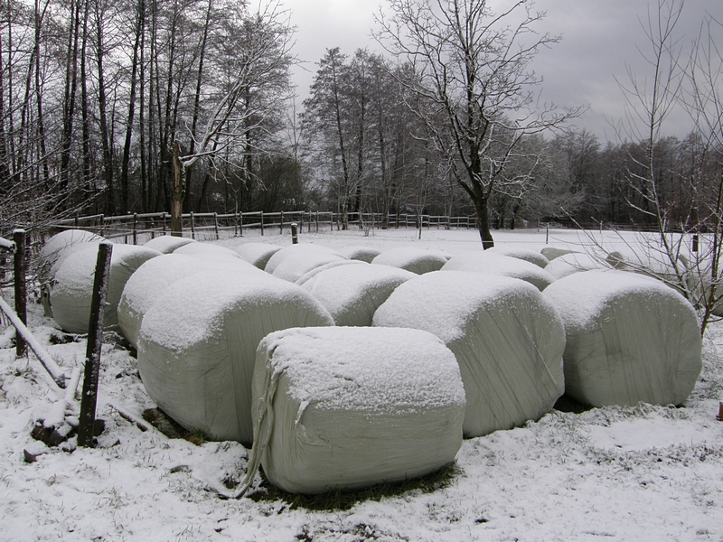 Getreideballen im Winter