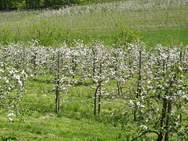 Obstblte