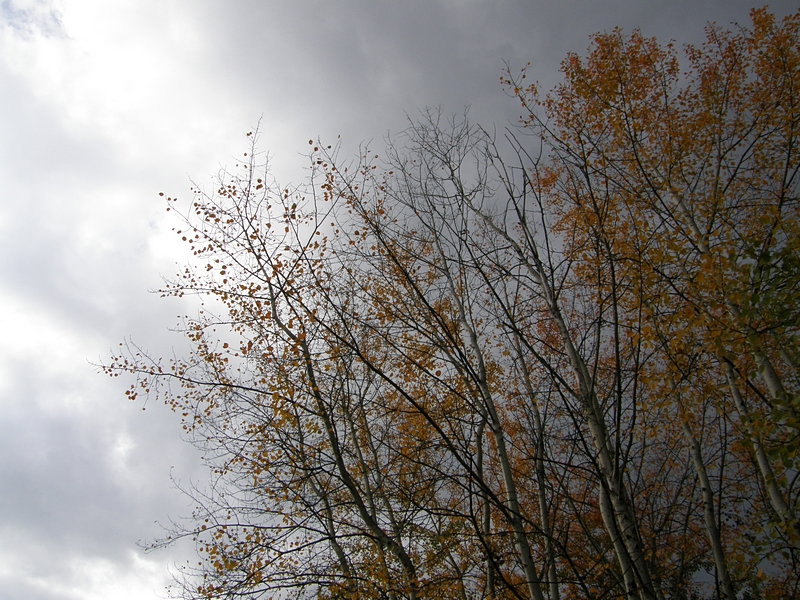 Herbstbume im Wind