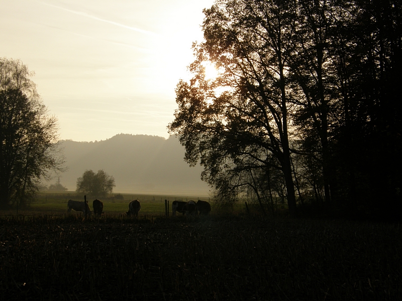 Abendlicht auf der Weide