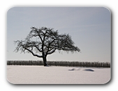 Baum im Schnee