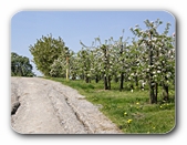 Obstplantagen im sommer