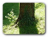 Baum zwischen Grntnen