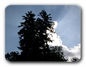 Baum und Wolke