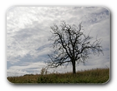 Kahler Baum im Frhjahr