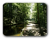 Waldweg am Kanal