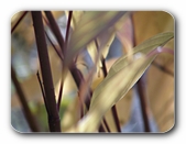 Sonnenlicht in der Hecke