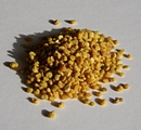 Bltenpollen