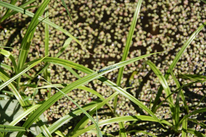 Libelle auf Schilfblatt