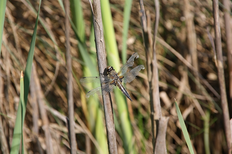 Libelle mit beschdigten Flgeln