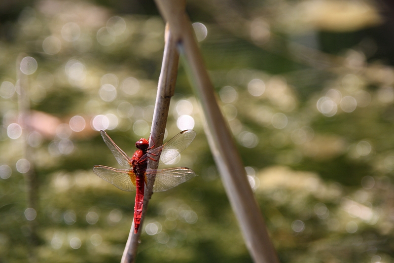 Feuerlibelle