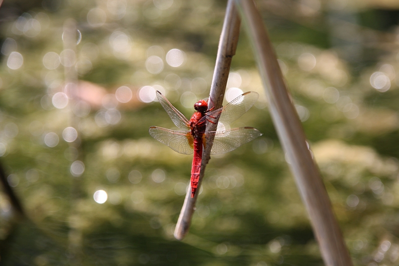 Feuerlibelle